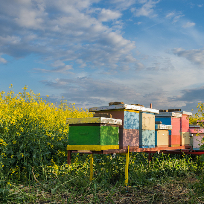 Apiary in the field of rapeseed